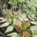 香椿苗免费提供种植技术管理