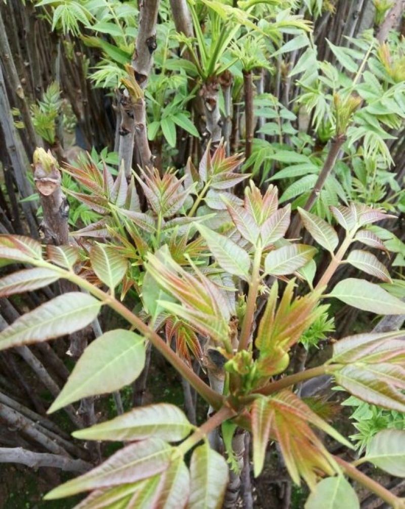 香椿苗免费提供种植技术管理