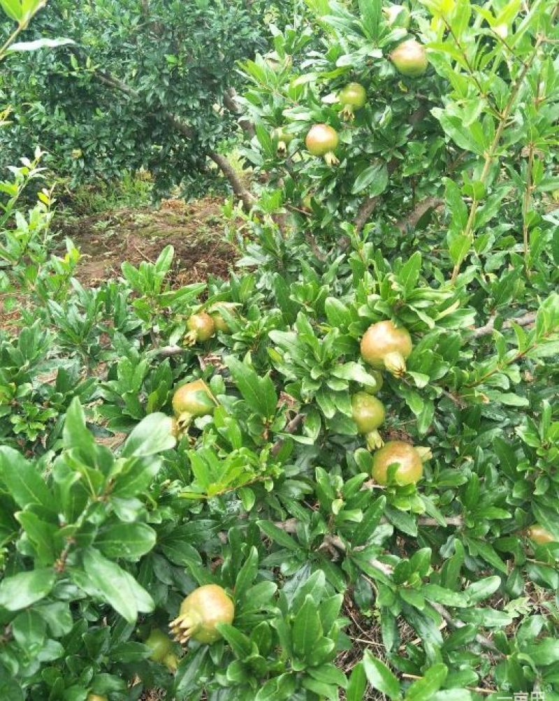泰山红石榴苗30cm以下