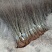 泰山红石榴苗30cm以下