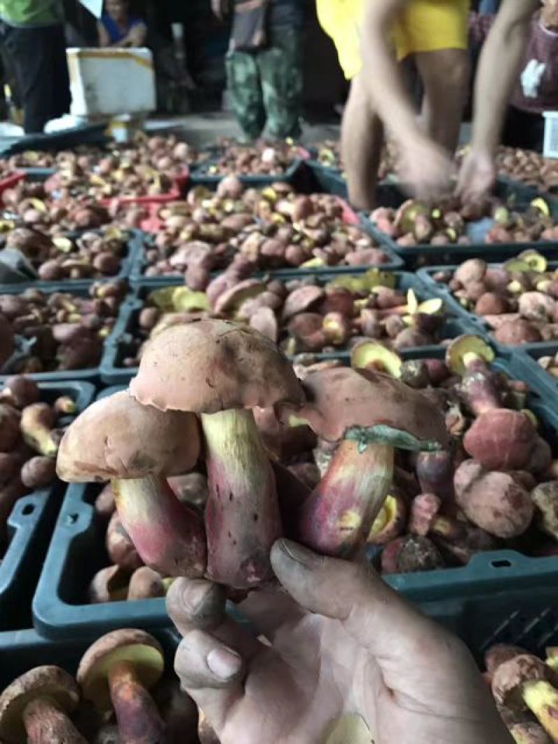 干牛肝菌羊肚菌特级