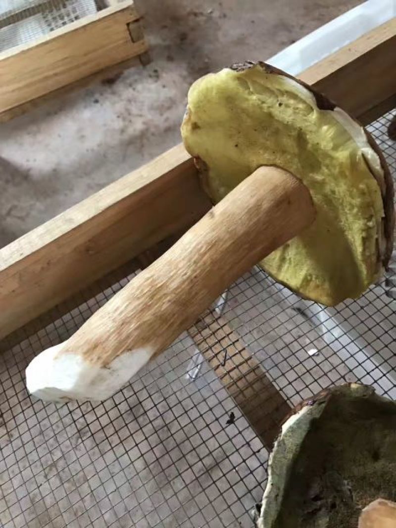 干牛肝菌羊肚菌特级