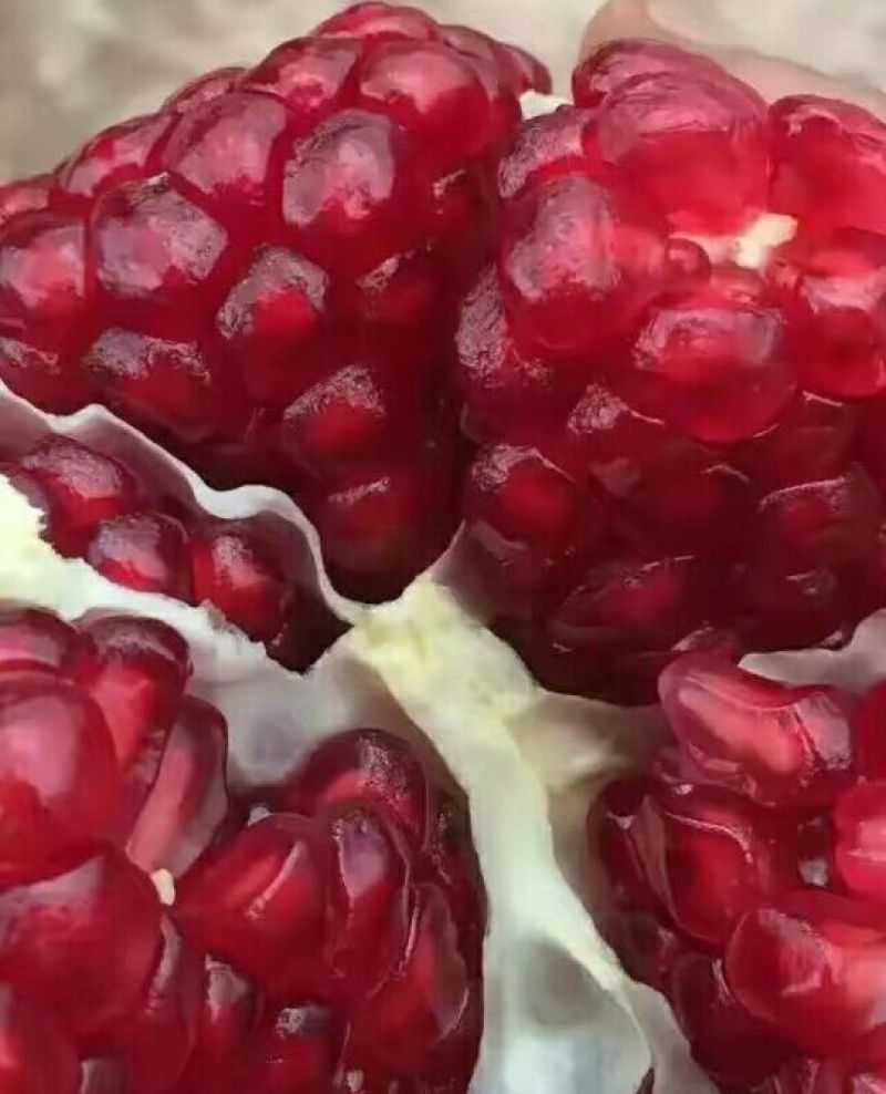 石榴苗泰山红石榴，不裂果