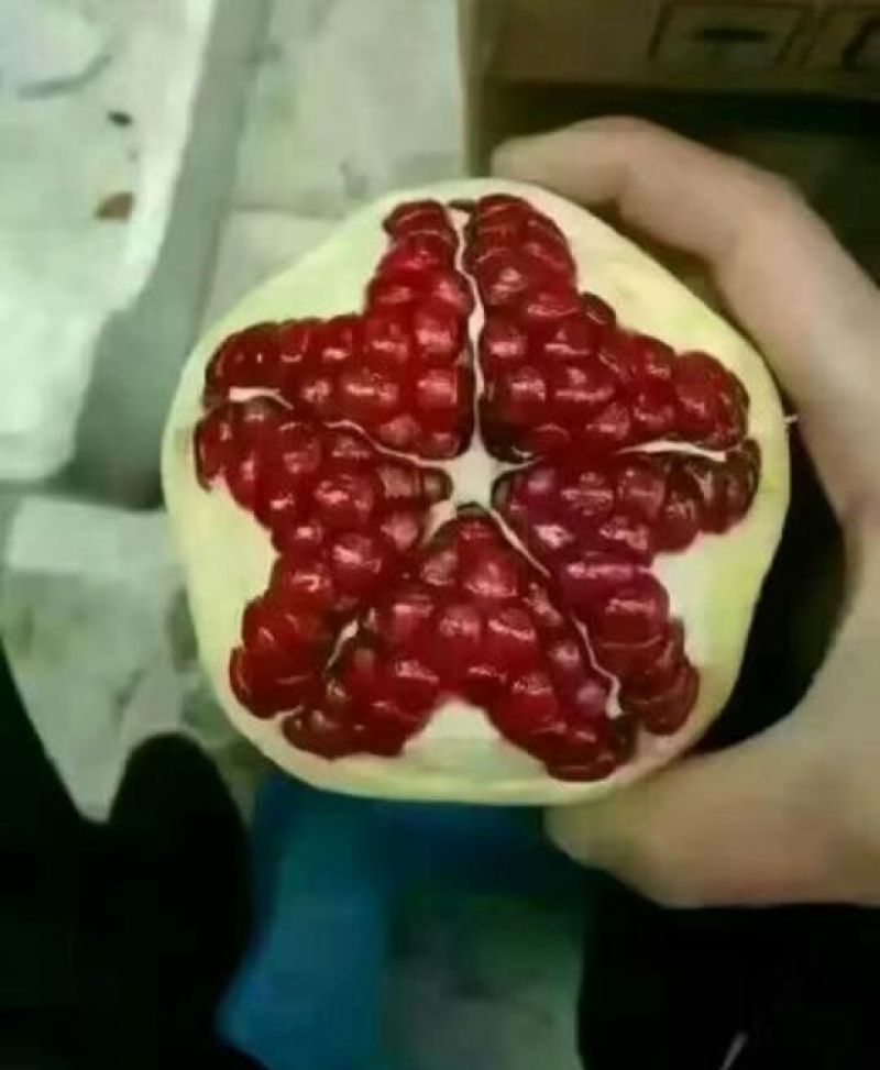 石榴苗泰山红石榴，不裂果