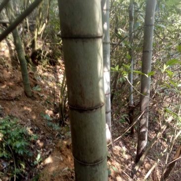 竹子15~16m