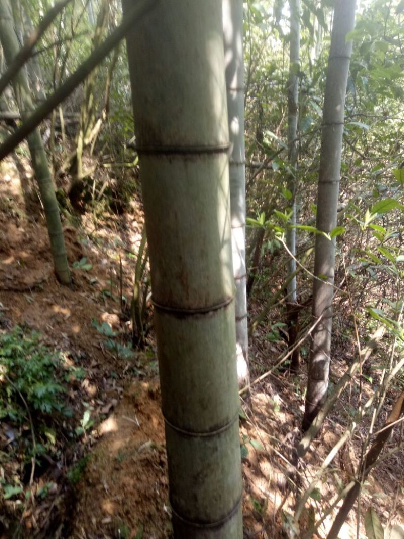 竹子15~16m