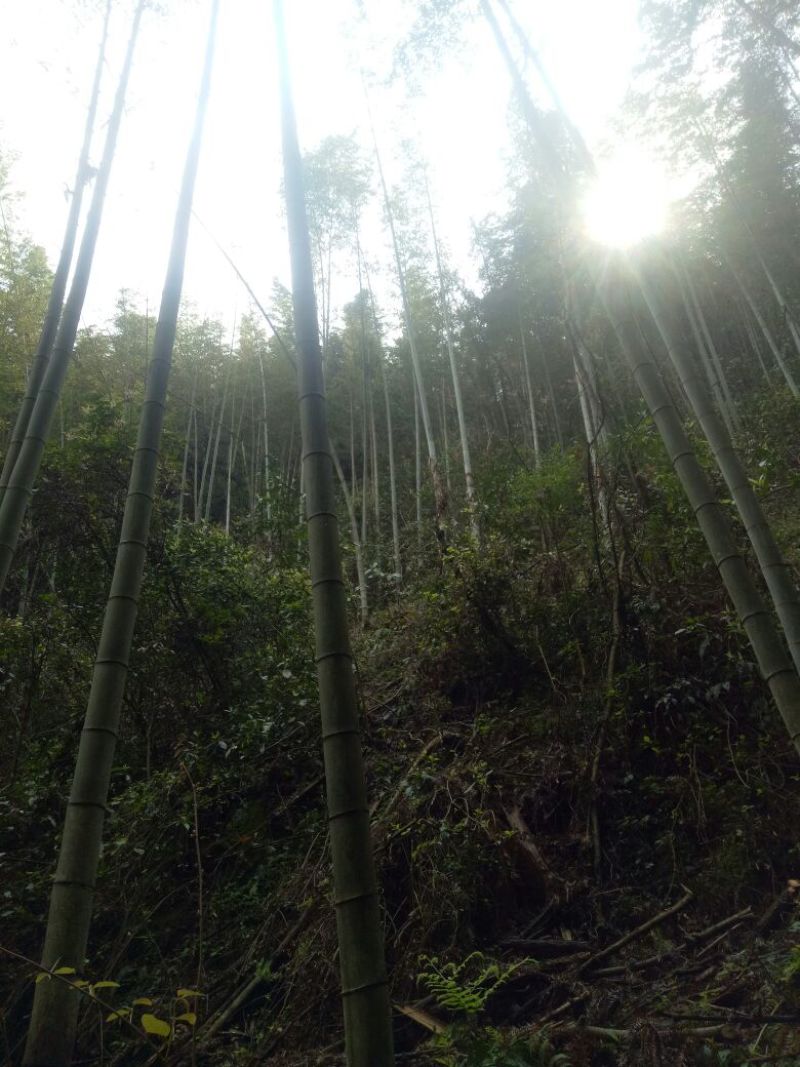 竹子15~16m