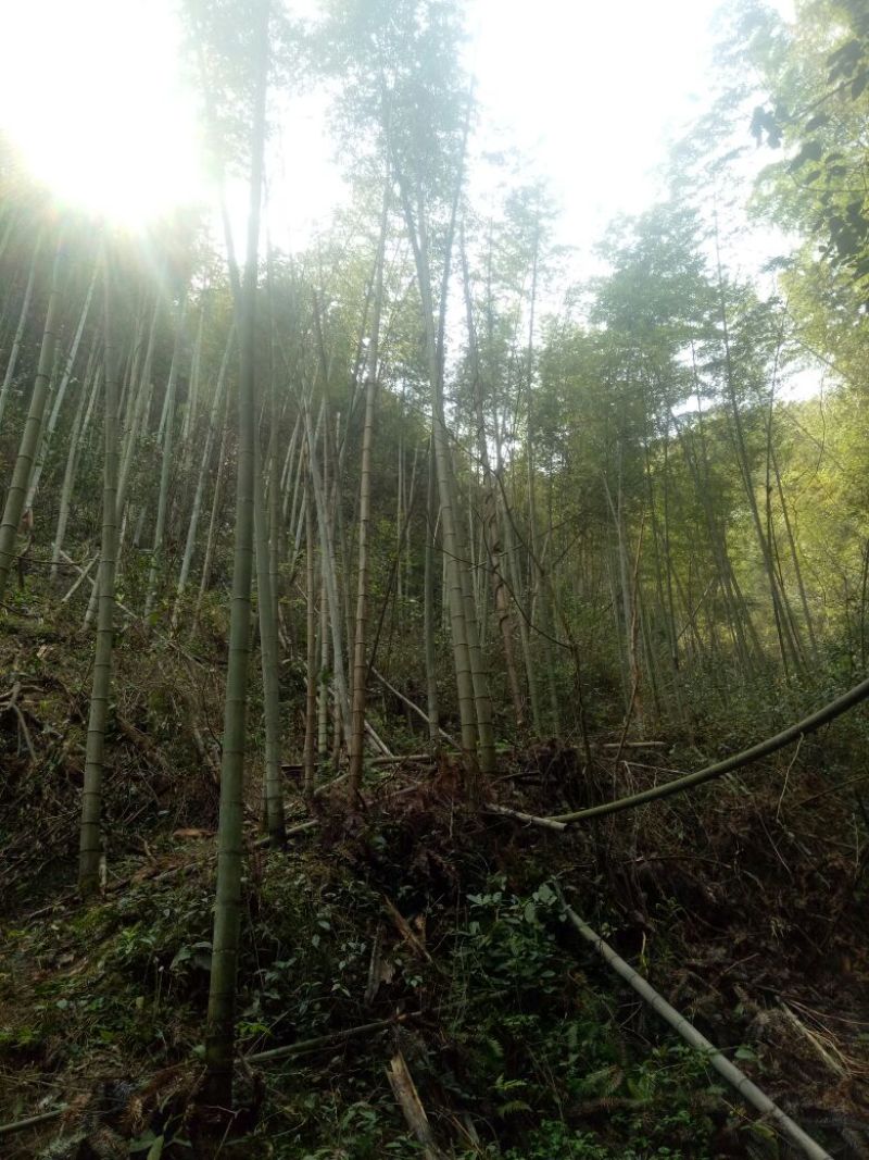 竹子15~16m