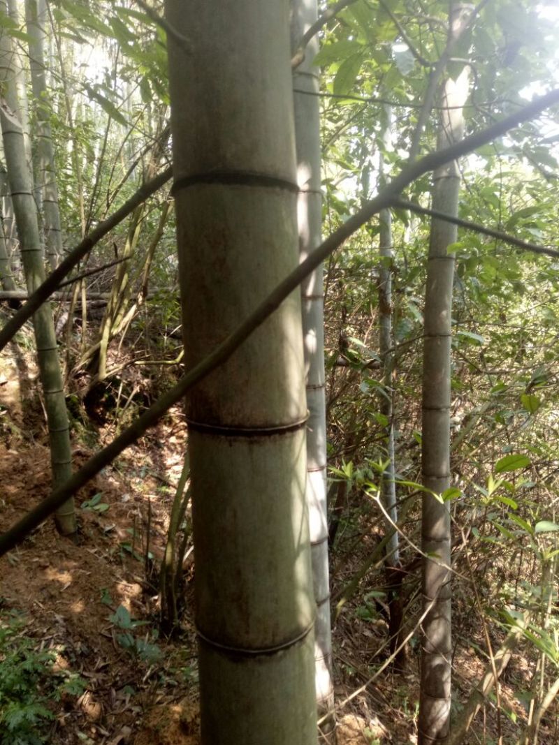 竹子15~16m