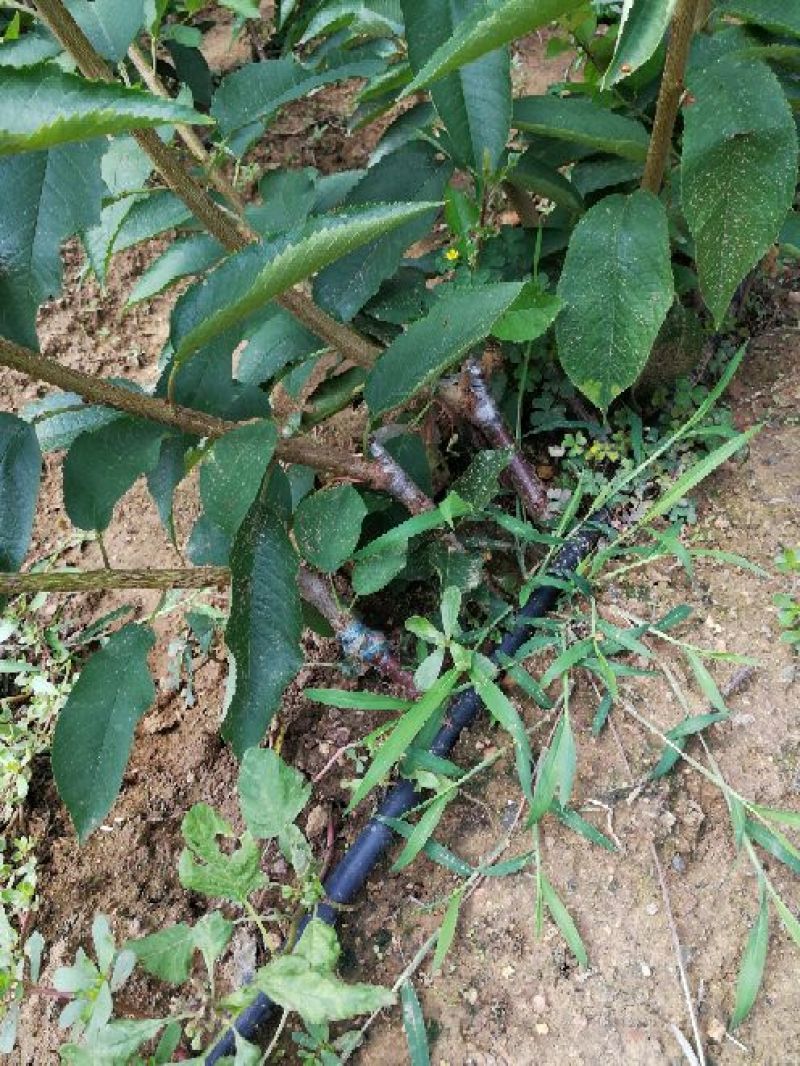 美早樱桃树苗2年50~80cm大樱桃