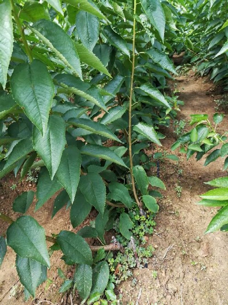 美早樱桃树苗2年50~80cm大樱桃