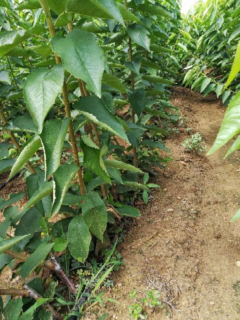 美早樱桃树苗2年50~80cm大樱桃
