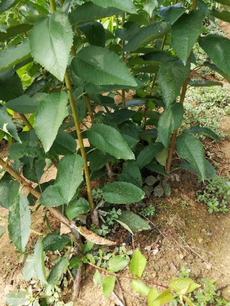 美早樱桃树苗2年50~80cm大樱桃