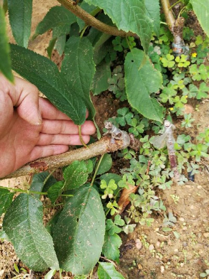 美早樱桃树苗2年50~80cm大樱桃