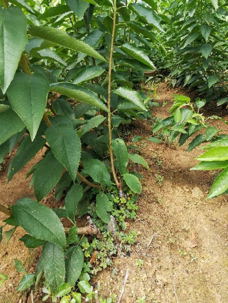 美早樱桃树苗2年50~80cm大樱桃