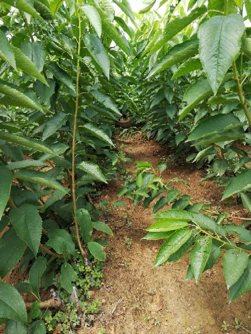 美早樱桃树苗2年50~80cm大樱桃