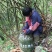 土蜂蜜1斤