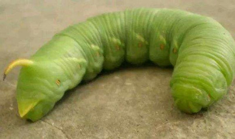 豆丹食用