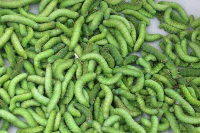 豆丹食用