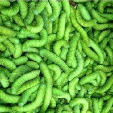 豆丹食用
