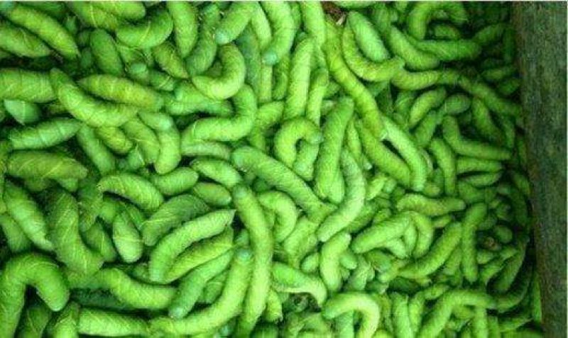 豆丹食用