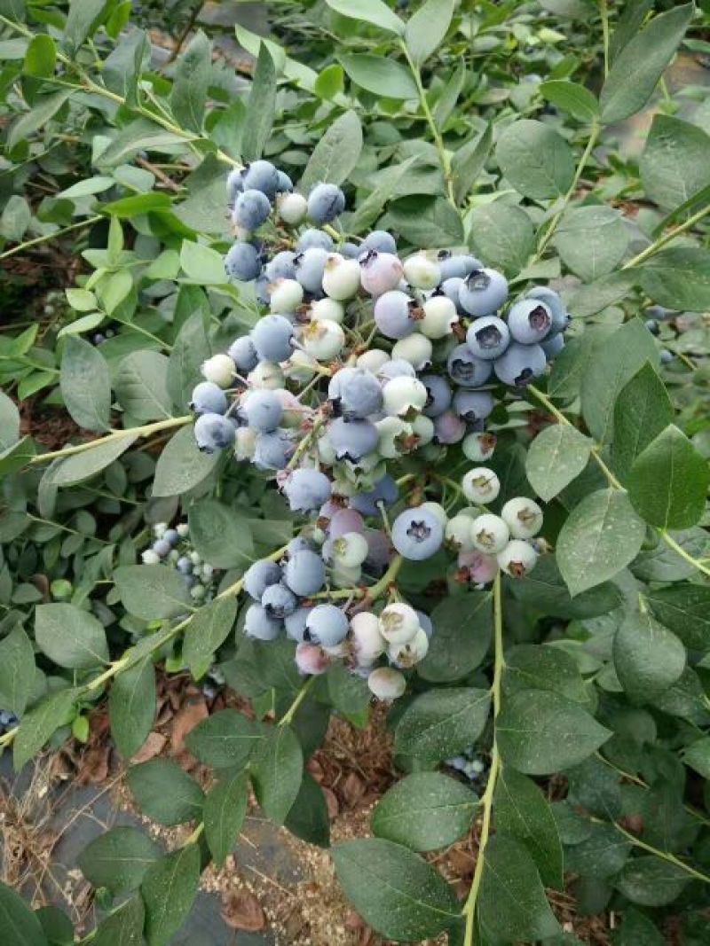 蓝莓苗早熟蓝莓苗，大果蓝莓优瑞卡