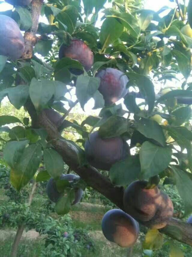 黑布林李子，黑总统李子，黑巨李，供应，品质好，耐运输