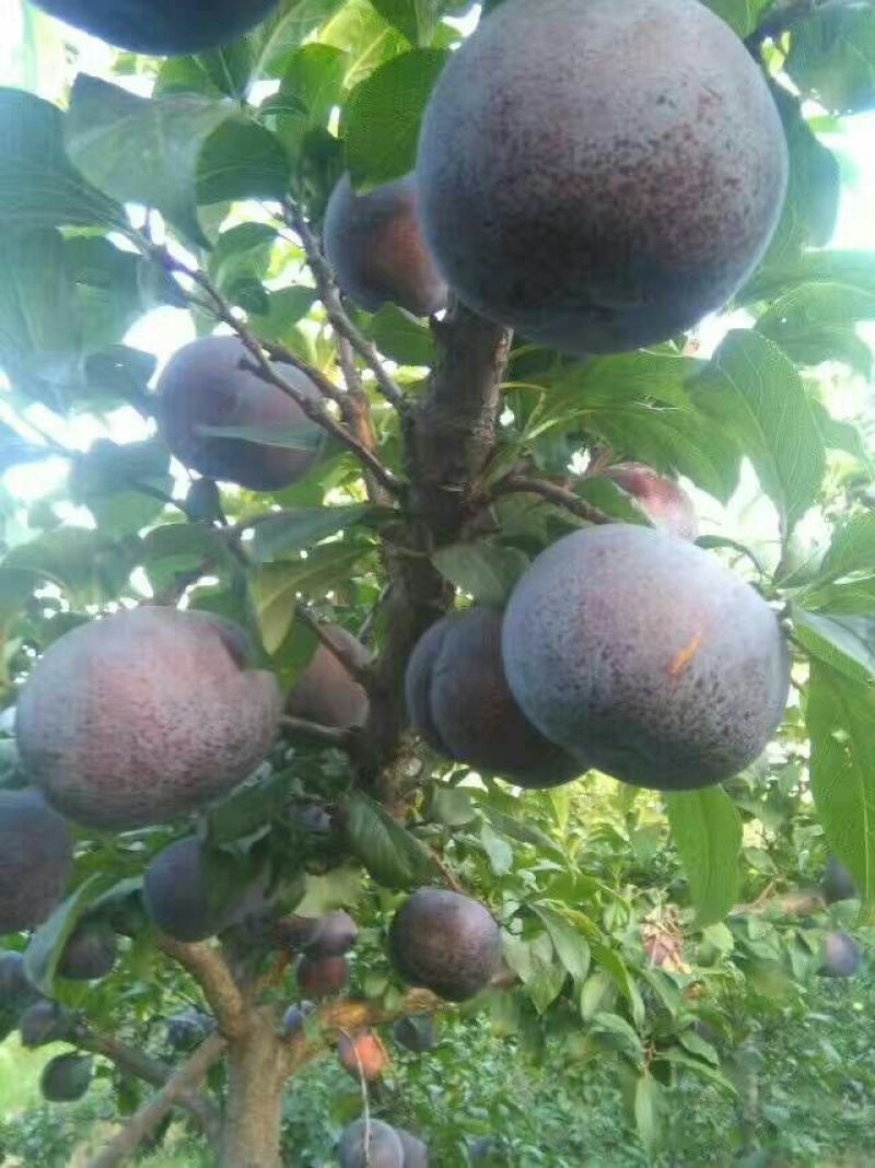 黑布林李子，黑总统李子，黑巨李，供应，品质好，耐运输
