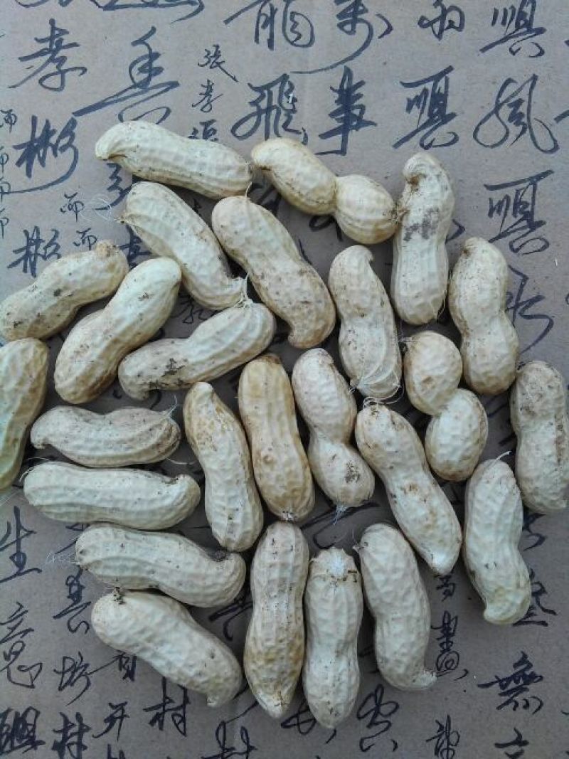 带壳花生鲜货带壳