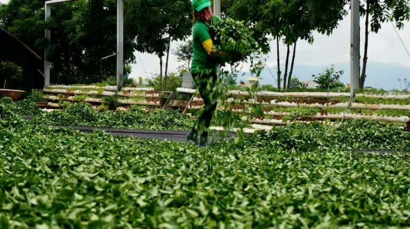 茶叶一级，没有香精的茶叶，一手货源