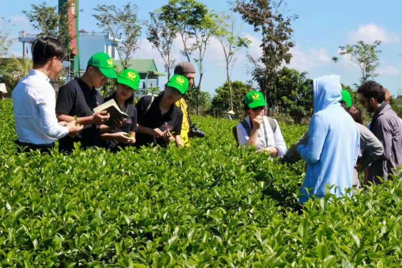 茶叶一级，没有香精的茶叶，一手货源