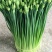 【荐】精品韭苔韭菜花33～38cm，大量上市