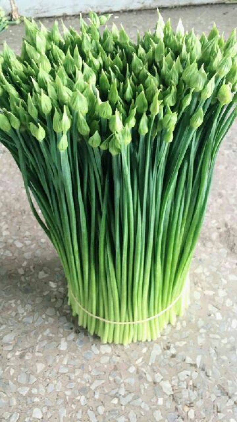 【荐】精品韭苔韭菜花33～38cm，大量上市