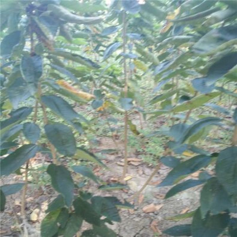 美早樱桃苗红灯1-2年80cm以上