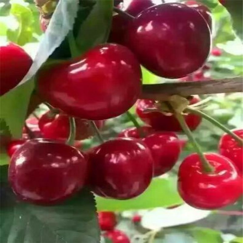 美早樱桃苗红灯1-2年80cm以上