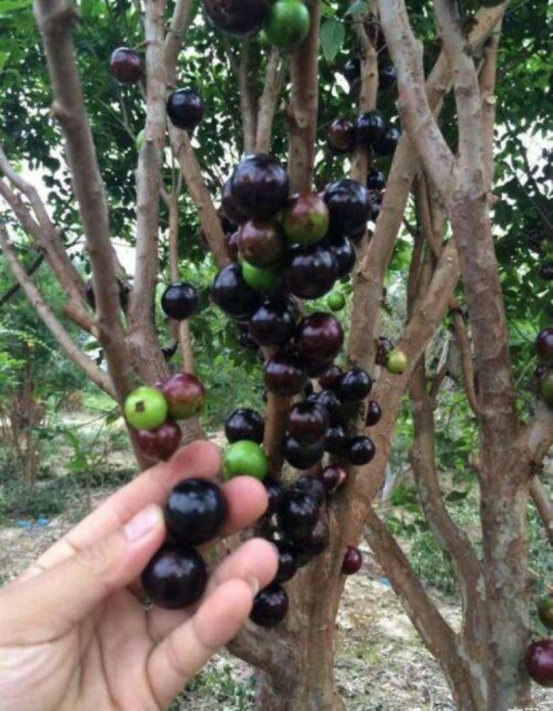 嘉宝果树苗3年质量很好。成活率很高