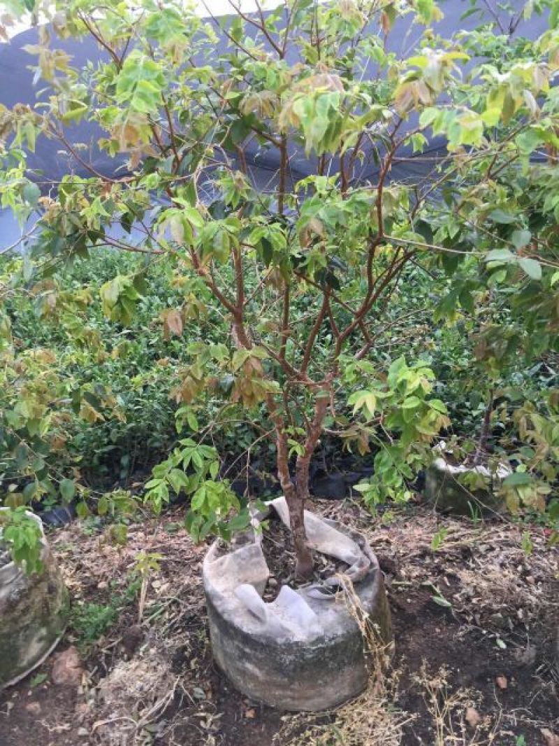 嘉宝果树苗3年质量很好。成活率很高