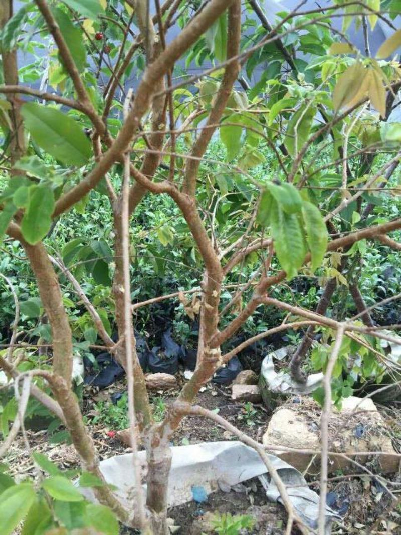 嘉宝果树苗3年质量很好。成活率很高