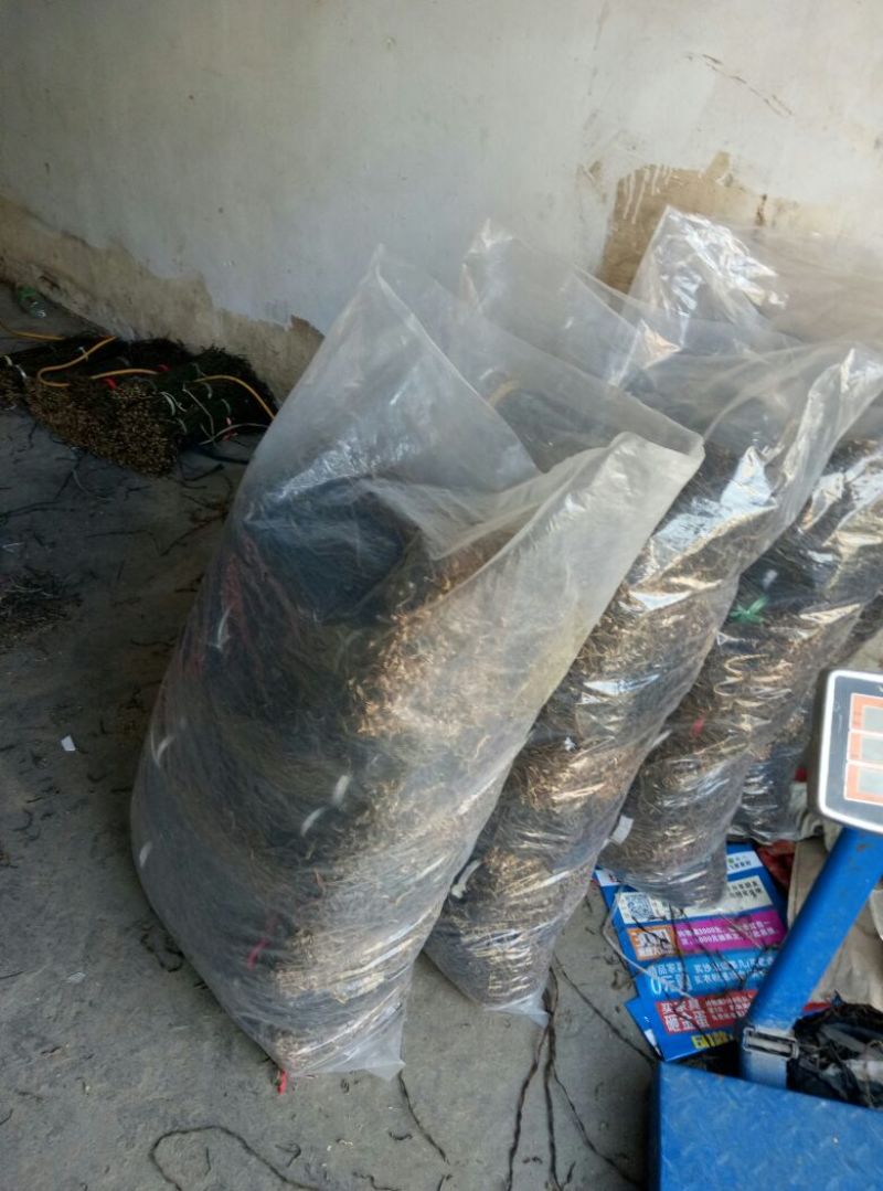洋县脱水长豆角，产地直供，自然晾晒，无霉烂，无夹心欢迎各