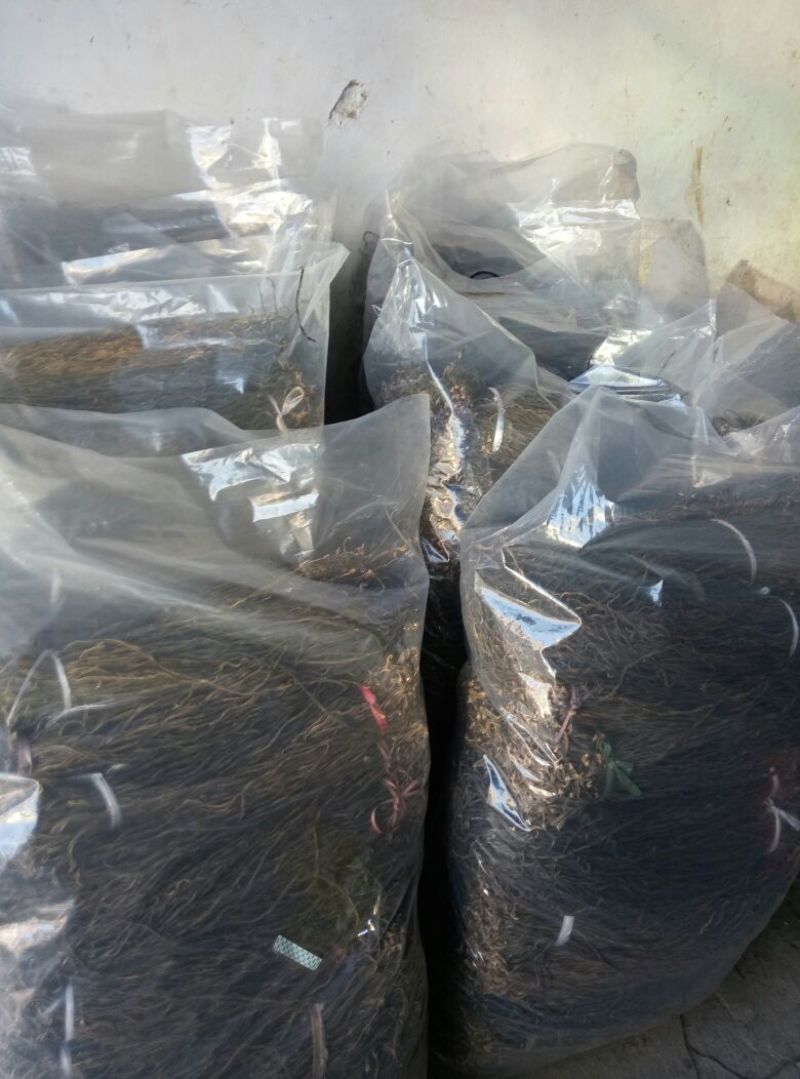 洋县脱水长豆角，产地直供，自然晾晒，无霉烂，无夹心欢迎各