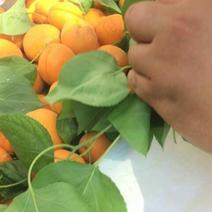 凯特杏树苗80cm以上品种纯果子好吃