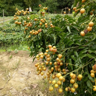 黄皮果苗30~50cmcm