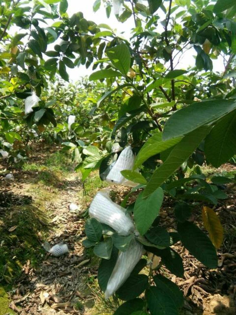 番石榴苗30~50cm