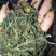 普洱茶末茶