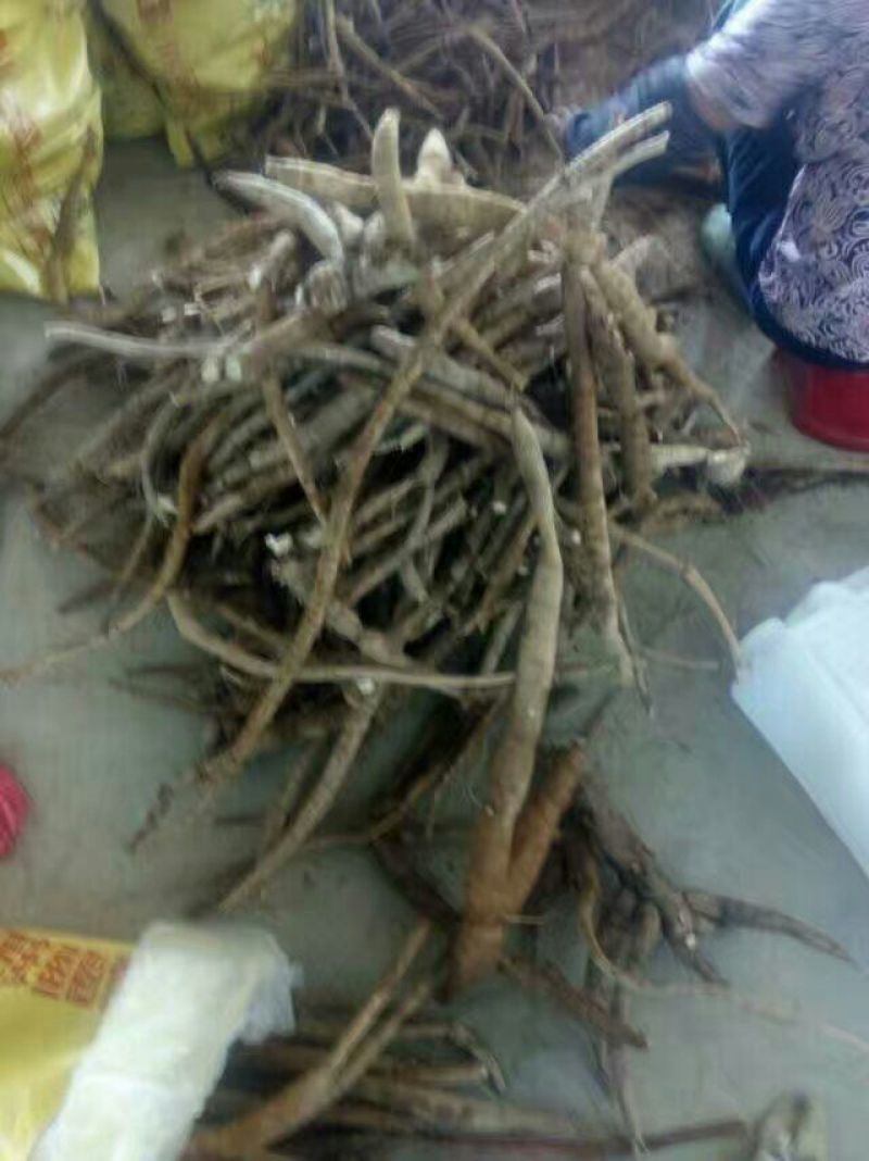 牛大力次牛小手指大小