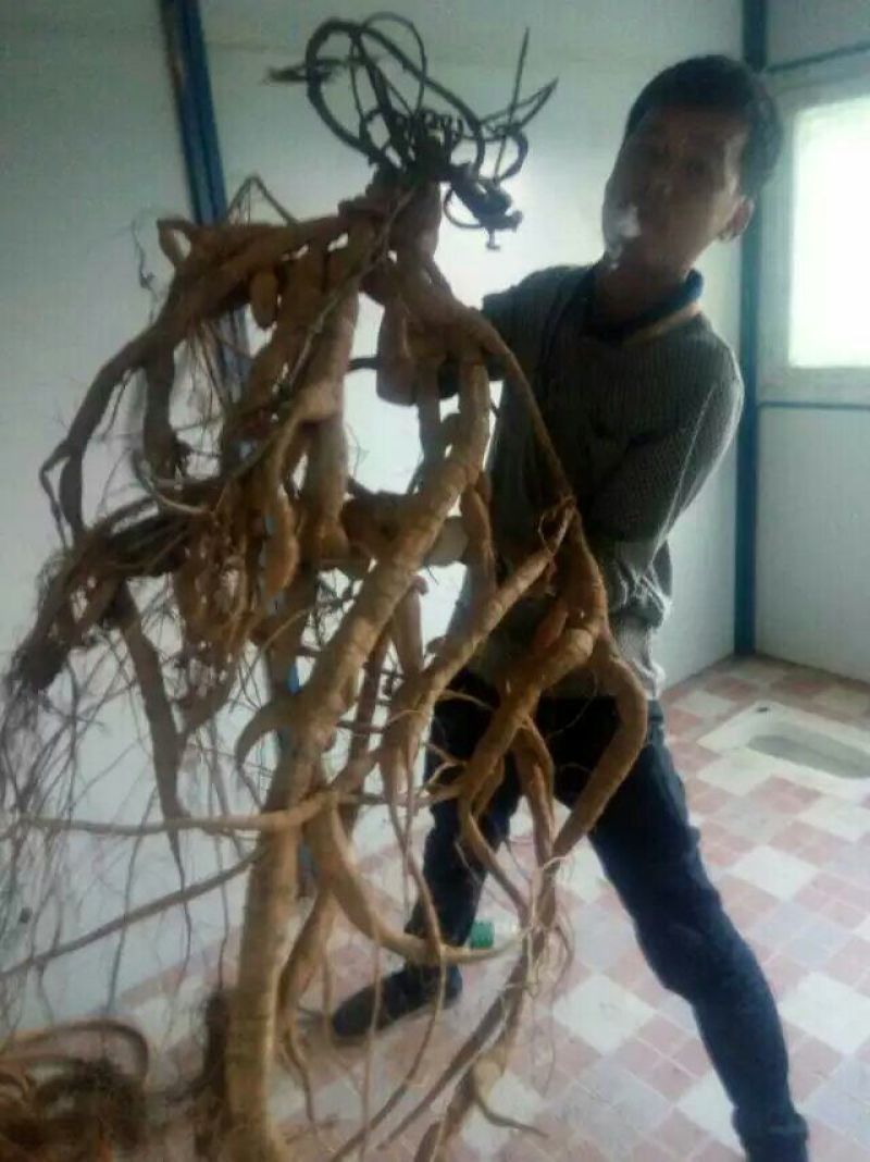 牛大力次牛小手指大小