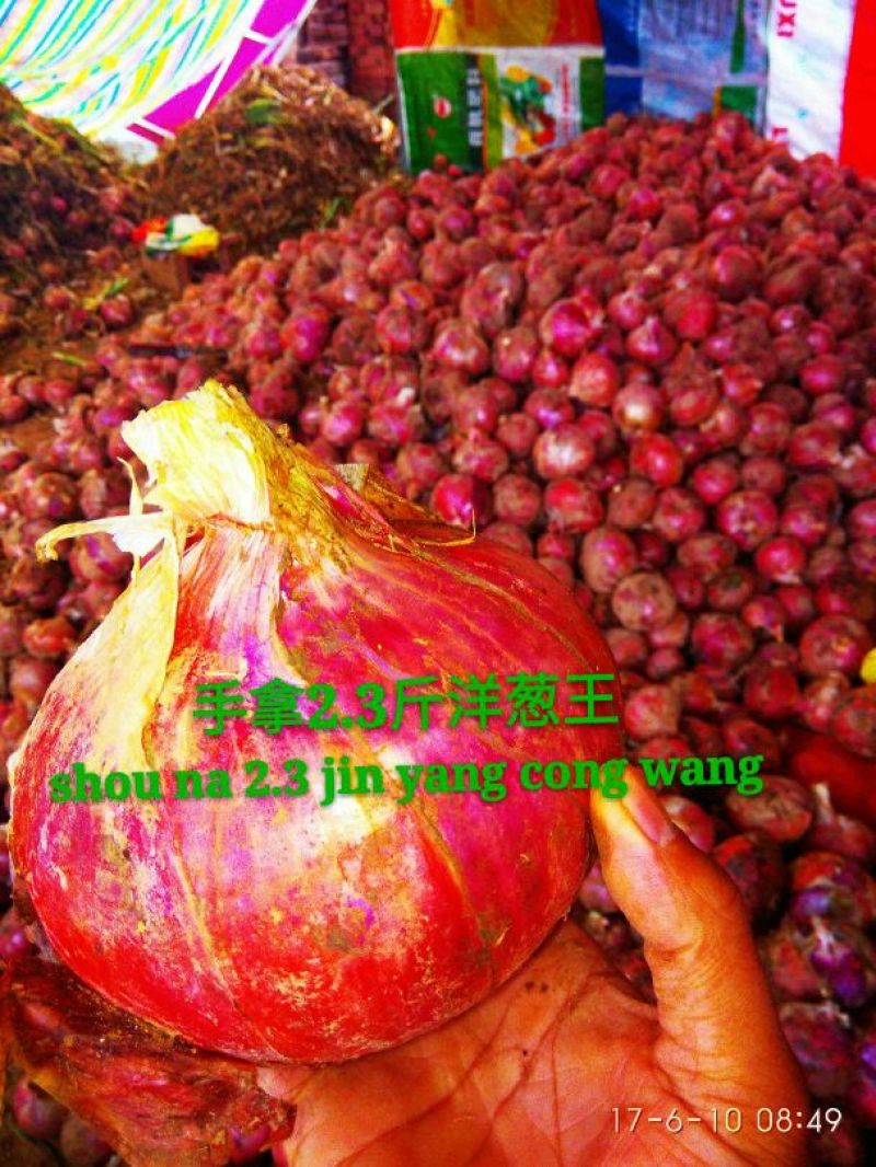红皮洋葱8厘米以上