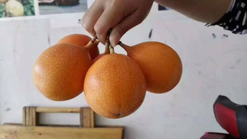 满天星百香果苗20~30cm