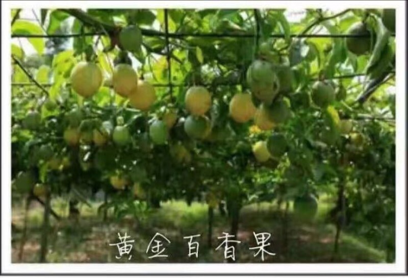 满天星百香果苗20~30cm