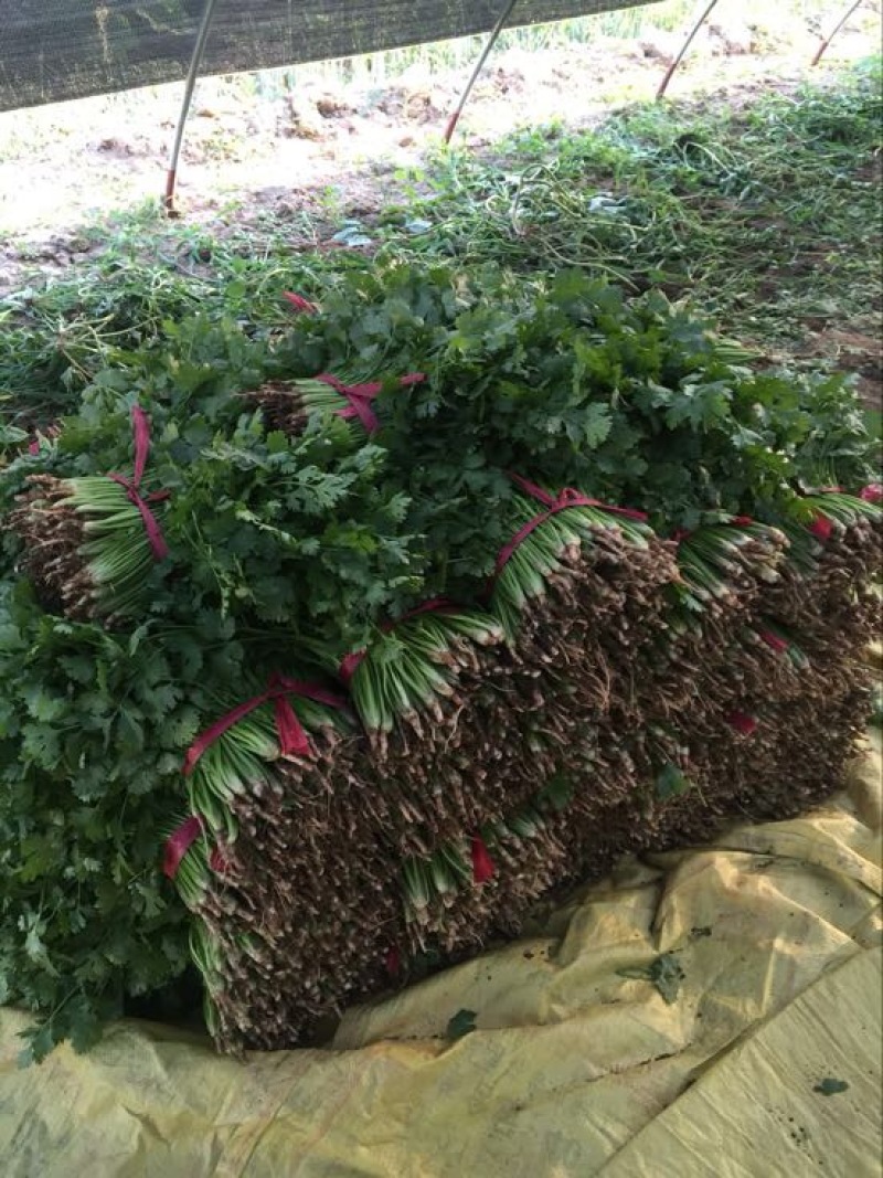 大叶香菜20~30厘米，种植面积大，质量好！